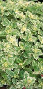 Spring Thinking: What to Plant This Season Image
